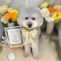 【本店】2025年6月13日のワンちゃん達♪