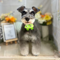 【本店】2025年6月19日のワンちゃん達♪