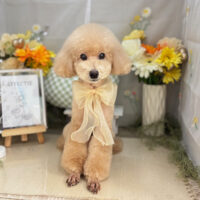 【本店】2025年6月20日のワンちゃん達♪