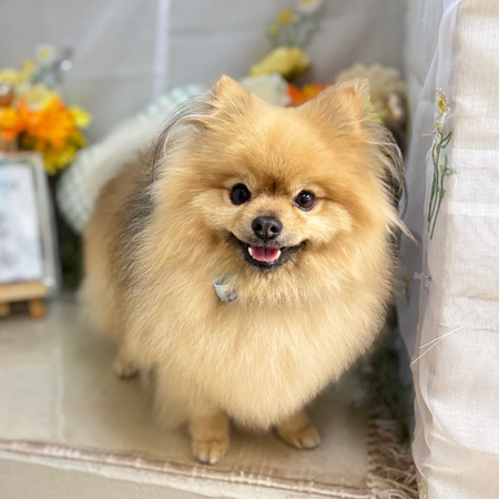 【本店】2025年6月21日のワンちゃん達♪