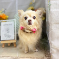 【本店】2025年6月22日のワンちゃん達♪