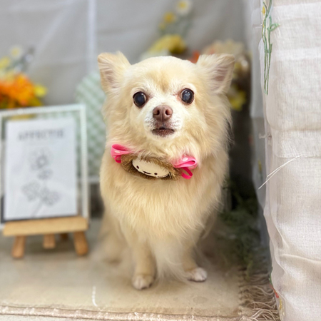 【本店】2025年6月22日のワンちゃん達♪