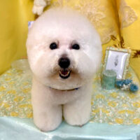 【池下店】2025年6月14日のワンちゃん達♪