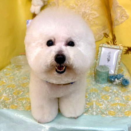 【池下店】2025年6月14日のワンちゃん達♪