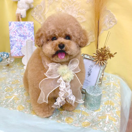 【池下店】2025年6月15日のワンちゃん達♪