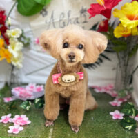 【本店】2025年6月26日のワンちゃん達♪