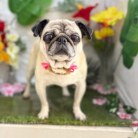 【本店】2025年6月28日のワンちゃん達♪