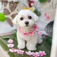 【本店】2025年6月30日のワンちゃん達♪