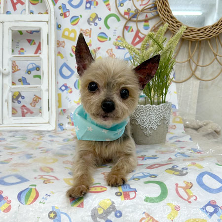 【池下店】2025年6月5日のワンちゃん達♪