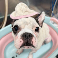 【池下店】2025年6月2日のワンちゃん達♪