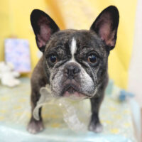 【池下店】2025年6月9日のワンちゃん達♪