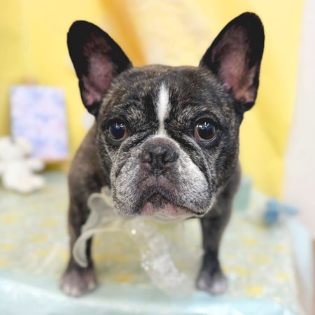 【池下店】2025年6月9日のワンちゃん達♪