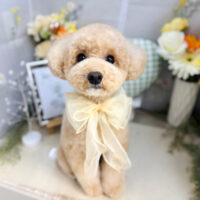 【本店】2025年6月15日のワンちゃん達♪