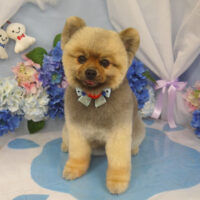 【山手店】2025年6月7日のワンちゃん達♪