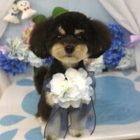 【山手店】2025年6月9日のワンちゃん達♪