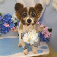 【山手店】2025年6月15日のワンちゃん達♪