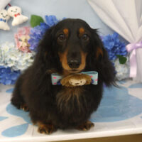 【山手店】2025年6月22日のワンちゃん達♪