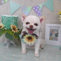 【山手店】2025年6月29日のワンちゃん達♪