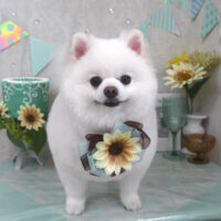 【山手店】2025年6月30日のワンちゃん達♪