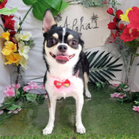 【本店】2025年7月7日のワンちゃん達♪