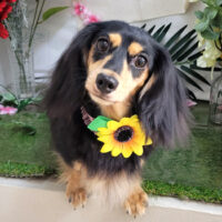 【本店】2025年7月14日のワンちゃん達♪