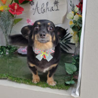 【本店】2025年7月26日のワンちゃん達♪