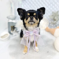 【池下店】2025年7月27日のワンちゃん達♪