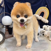 【池下店】2025年7月5日のワンちゃん達♪