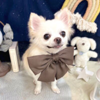 【池下店】2025年7月18日のワンちゃん達♪