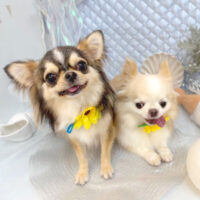 【池下店】2025年7月28日のワンちゃん達♪