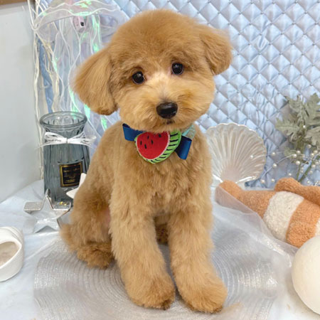 【池下店】2025年7月31日のワンちゃん達♪