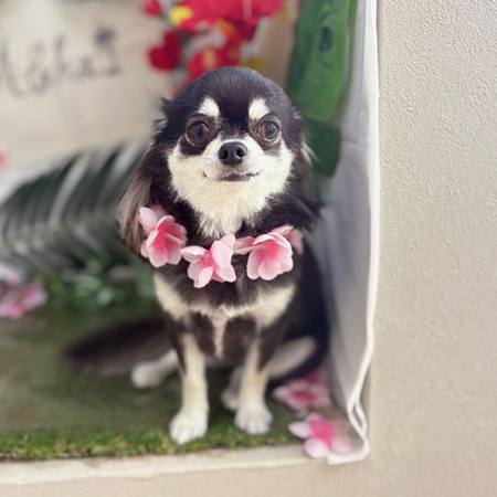 【本店】2025年7月3日のワンちゃん達♪