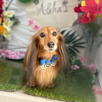 【本店】2025年7月4日のワンちゃん達♪