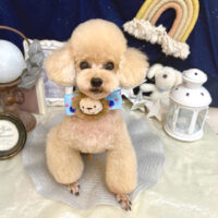 【池下店】2025年7月3日のワンちゃん達♪