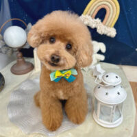 【池下店】2025年7月7日のワンちゃん達♪