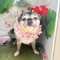 【本店】2025年7月10日のワンちゃん達♪