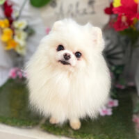 【本店】2025年7月5日のワンちゃん達♪