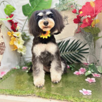 【本店】2025年7月12日のワンちゃん達♪