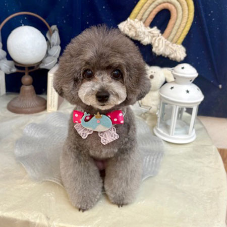 【池下店】2025年7月24日のワンちゃん達♪