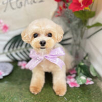 【本店】2025年7月11日のワンちゃん達♪