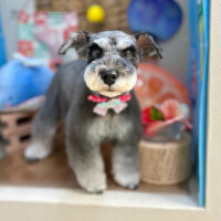 【本店】2025年7月31日のワンちゃん達♪