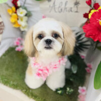 【本店】2025年7月6日のワンちゃん達♪