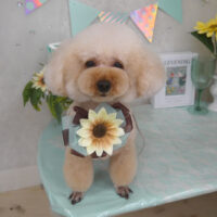 【山手店】2025年7月7日のワンちゃん達♪