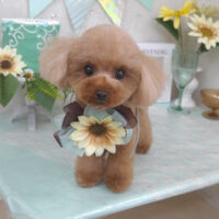 【山手店】2025年7月12日のワンちゃん達♪