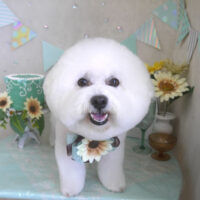 【山手店】2025年7月17日のワンちゃん達♪