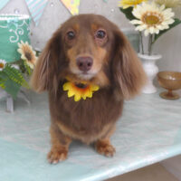 【山手店】2025年7月21日のワンちゃん達♪