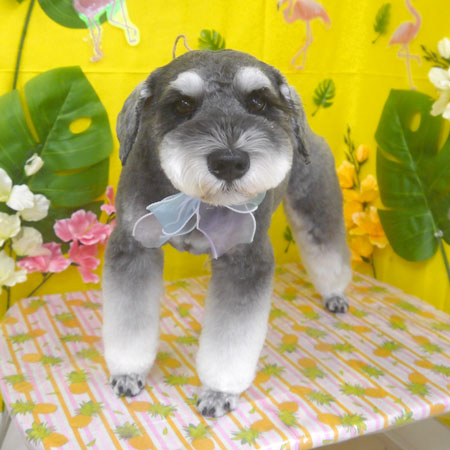 【山手店】2025年7月24日のワンちゃん達♪