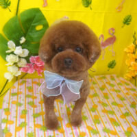 【山手店】2025年7月27日のワンちゃん達♪