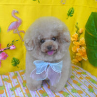 【山手店】2025年7月28日のワンちゃん達♪