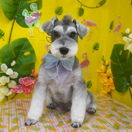 【山手店】2025年7月31日のワンちゃん達♪